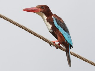 White-throated Kingfisher