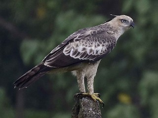 Changeable Hawk-Eagle
