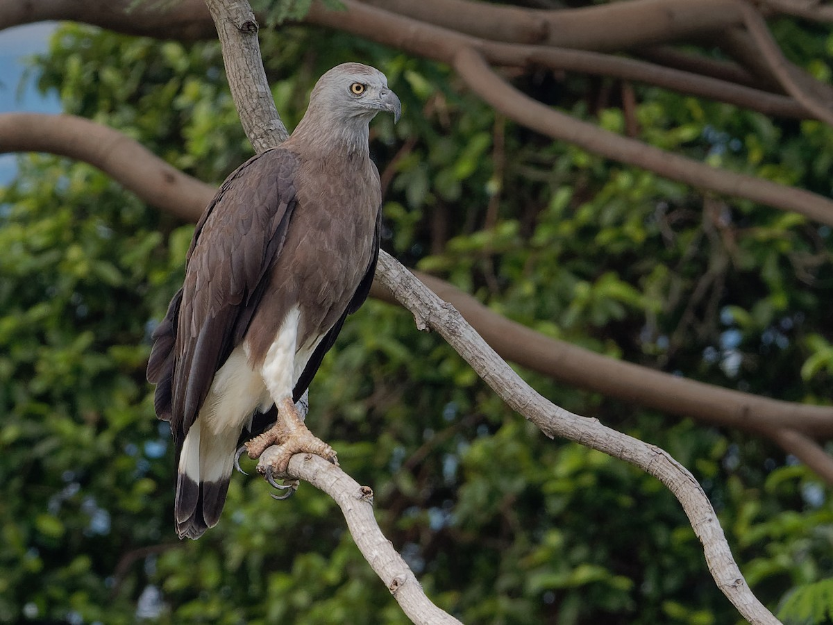 Gray-headed Fish Eagle