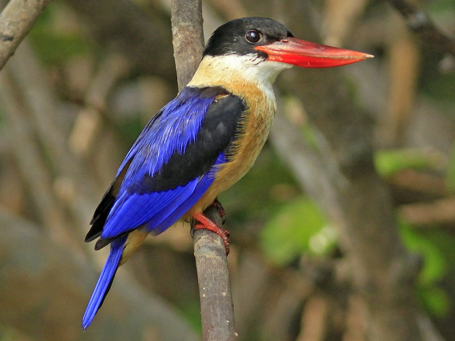 Black-capped Kingfisher