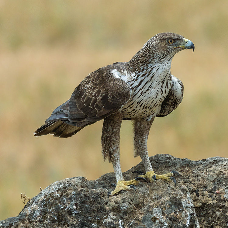 Bonelli’s Eagle